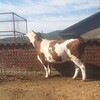 西藏西门塔尔牛养殖场五百斤西门塔尔牛苗价格要体长胸宽的