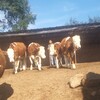 吉林省肉牛养殖场四五百斤的西门塔尔牛的价格要体长胸宽的