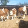 云南省迪庆州大型西门塔尔牛养殖场四百斤西门塔尔牛苗价格要体型好的