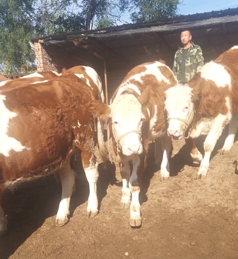 四川省眉山市肉牛养殖基地二岁西门塔尔牛基础母牛的价格紫红花的