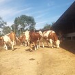 宁夏大型西门塔尔牛养殖场400斤西门塔尔小牛价格要体长胸宽的