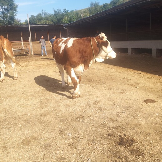 广西西门塔尔牛养殖场六百斤西门塔尔牛苗价格要体长胸宽的