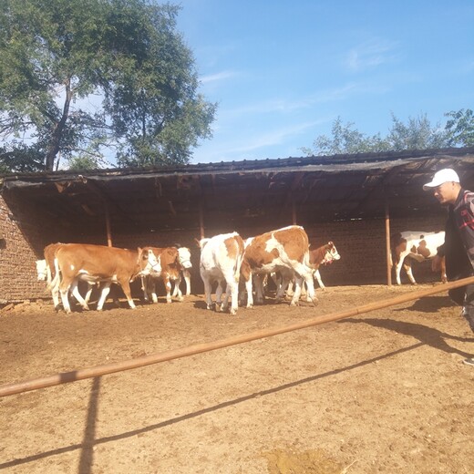 云南省文山州肉牛养殖基地三四百斤西门塔尔牛的价格要体型好的