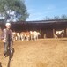 云南省昆明市肉牛养殖基地三四百斤西门塔尔牛的价格紫红花的