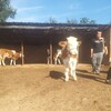 海南省大型西门塔尔牛养殖场四百斤西门塔尔牛苗价格要体长胸宽的