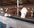 山東省大型西門塔爾牛養殖場西門塔爾牛犢子價格要體長胸寬的