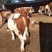 山西省西门塔尔牛养殖场400斤西门塔尔小牛价格紫红花的