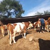 云南省楚雄州肉牛养殖基地三四百斤西门塔尔牛的价格要体型好的