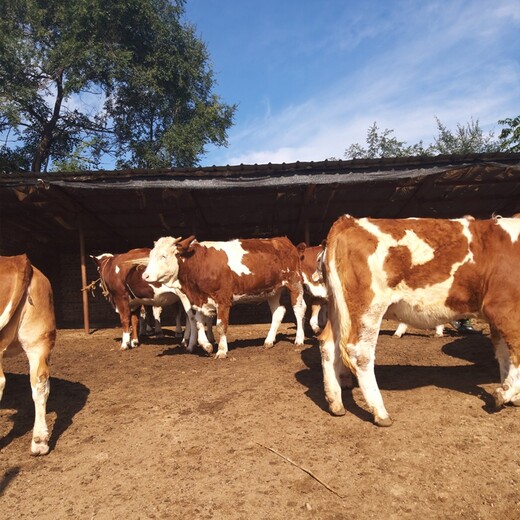 贵州省贵阳市肉牛养殖基地三四百斤西门塔尔牛的价格要体型好的