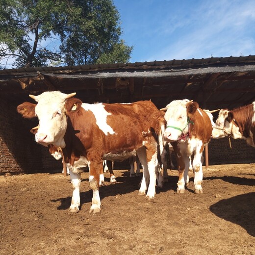 四川省西门塔尔牛养殖场四百斤西门塔尔牛苗价格要体长胸宽的