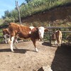 山東省肉牛養殖場四五百斤的西門塔爾牛的價格要體長胸寬的