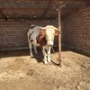 云南省思茅市西门塔尔牛养殖场四百斤西门塔尔牛苗价格要体型好的