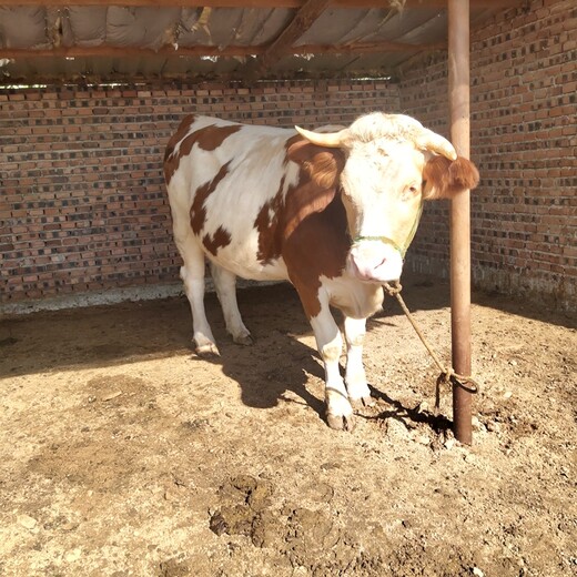 广东省西门塔尔牛养殖场六百斤西门塔尔牛苗价格要体长胸宽的