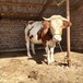 新疆大型西门塔尔牛养殖场西门塔尔牛苗价格要体长胸宽的