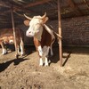 云南省怒江州西门塔尔牛养殖场西门塔尔牛犊子的价格要体型好的