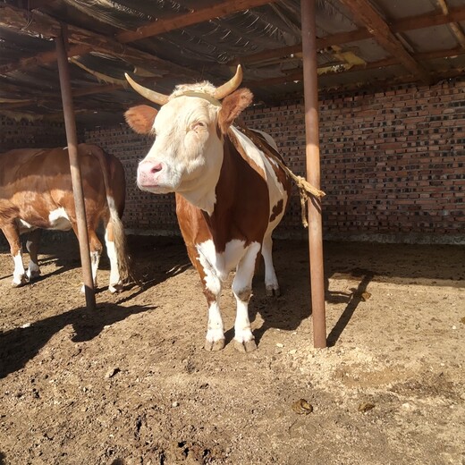 云南省大理州肉牛养殖基地西门塔尔牛苗价格紫红花的