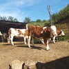 四川省阿坝州肉牛养殖基地五百斤西门塔尔牛苗价格要体型好的