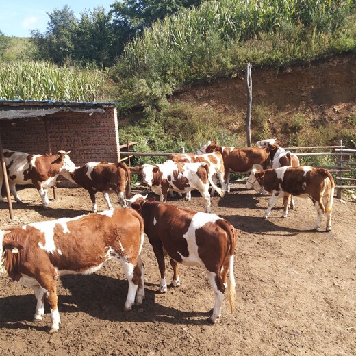 新疆大型西门塔尔牛养殖场三四百斤西门塔尔牛的价格要体长胸宽的
