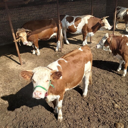 福建省西门塔尔牛养殖场西门塔尔牛犊子的价格要体长胸宽的