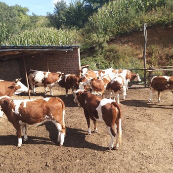 四川省广安市大型西门塔尔牛养殖场西门塔尔牛犊子价格要体型好的