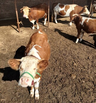 安徽省大型西门塔尔牛养殖场400斤西门塔尔小牛价格紫红花的