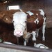 湖北省大型西门塔尔牛养殖场三四百斤西门塔尔牛的价格紫红花的