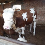安徽省大型西门塔尔牛养殖场400斤西门塔尔小牛价格紫红花的图片3