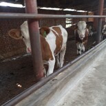 安徽省大型西门塔尔牛养殖场400斤西门塔尔小牛价格紫红花的图片4