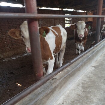 贵州省黔西南州肉牛养殖基地西门塔尔牛犊子价格要体型好的