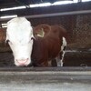 山東省西門塔爾牛養殖場二歲西門塔爾?；A母牛的價格紫紅花的