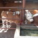 湖北省大型西门塔尔牛养殖场六百斤西门塔尔牛苗价格要体长胸宽的