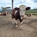 内蒙古西门塔尔牛养殖场四百斤西门塔尔牛苗价格要体长胸宽的