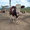 四川省眉山市大型西門塔爾牛養殖場二歲西門塔爾?；A母牛的價格要體型好的