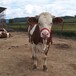 内蒙古肉牛养殖场六百斤西门塔尔牛苗价格紫红花的