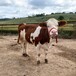 陕西省西门塔尔牛养殖场400斤西门塔尔小牛价格要体长胸宽的