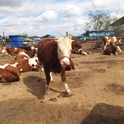 湖北省肉牛养殖场二岁西门塔尔牛基础母牛的价格紫红花的