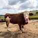 云南省西门塔尔牛养殖场西门塔尔牛犊子价格要体长胸宽的