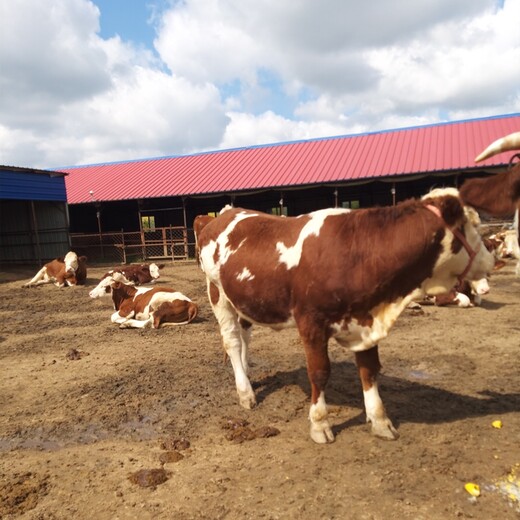 云南省文山州大型西门塔尔牛养殖场西门塔尔牛犊子价格紫红花的