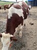 云南省怒江州西门塔尔牛养殖场西门塔尔牛犊子价格紫红花的