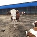 海南省大型西门塔尔牛养殖场三四百斤西门塔尔牛的价格要体长胸宽的