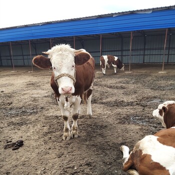 云南省曲靖市肉牛养殖基地西门塔尔牛苗价格要体型好的
