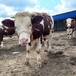 云南省昆明市西门塔尔牛养殖场四百斤西门塔尔牛苗价格要体型好的