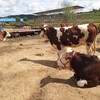 四川省阿坝州大型西门塔尔牛养殖场六百斤西门塔尔牛苗价格紫红花的