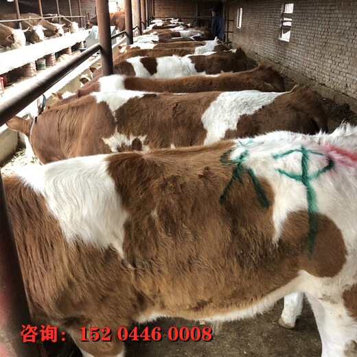 四五百斤西门塔尔肉牛大量出售吉林大型养牛场只养西门塔尔牛质量好