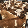 5個月西門塔爾小牛犢大量出售吉林大型養牛場只養西門塔爾牛
