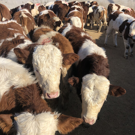 3个月西门塔尔小牛犊出售价格吉林大型养牛场