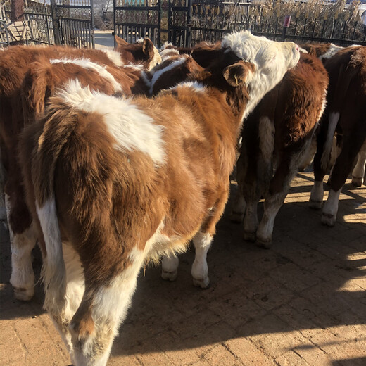 四五百斤西门塔尔牛小牛犊大量出售吉林大型养牛场各规格牛源充足
