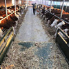 遼寧省500斤西門塔爾牛犢子價格