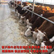 二岁西门塔尔小母牛批发价格吉林大型养牛场放山牛