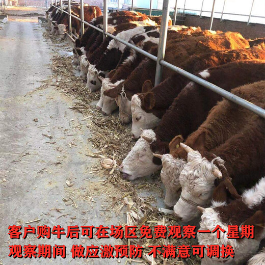 质量好的西门塔尔牛批发价格吉林大型养牛场